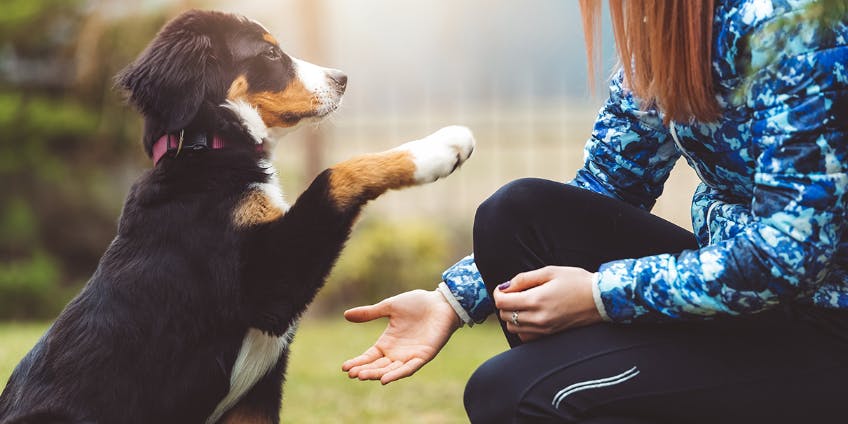 7 Easy Tricks To Teach Your Dog | Pet.co.nz